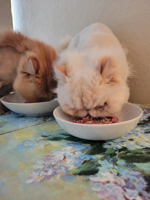 Our 2 Persians going to town on their bowls