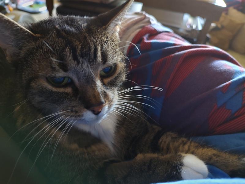 Napping after dinner