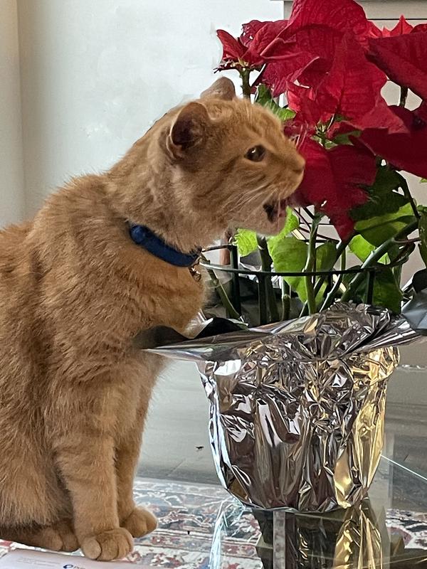 Hank the cat when he can't get enough Fancy Feast