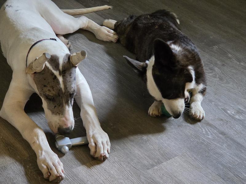 18 week Great dane chewing the hammer