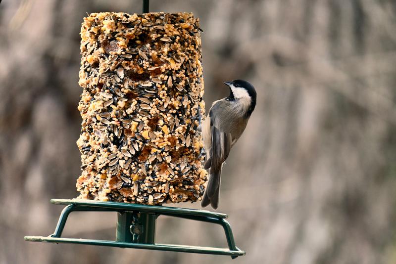 PINE TREE FARMS Classic Seed Log Wild Bird Tray Feeder - Chewy.com