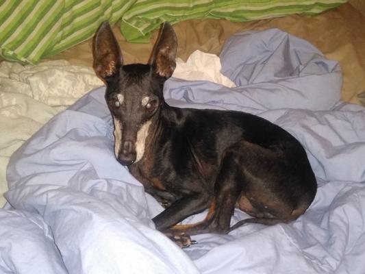 This is the 13yr blind diabetic, DD (toy Manchester terrier)