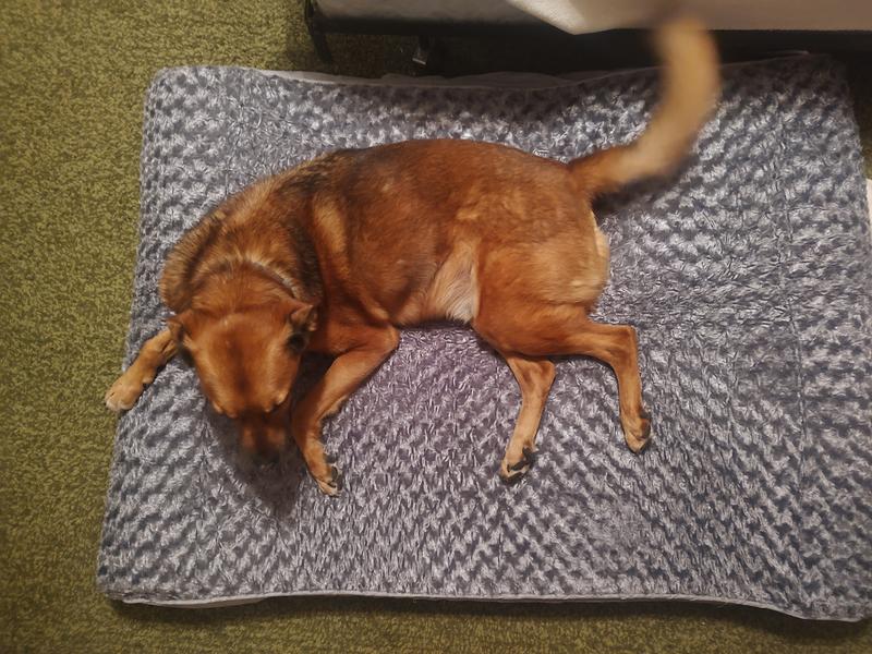 Seems comfortable and plenty large