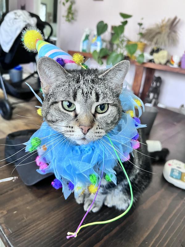 FRISCO Striped Party Hat & Ruffle Collar Cat Birthday Accessory, One ...