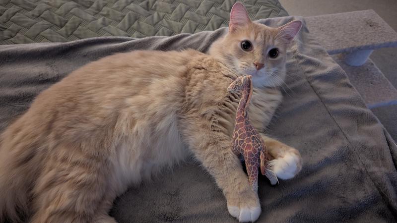 Hyper kitty, plays 90 minutes a day.