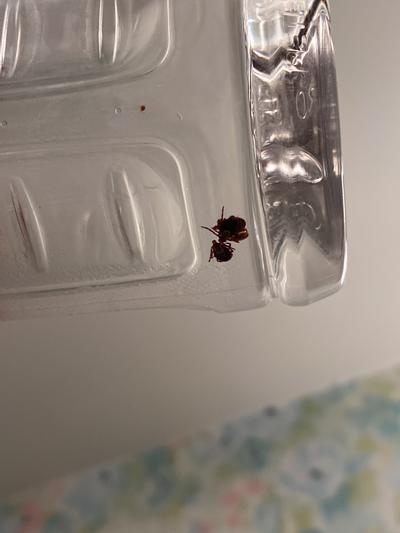 three dog ticks and one deer tick clustered together in water bottle.