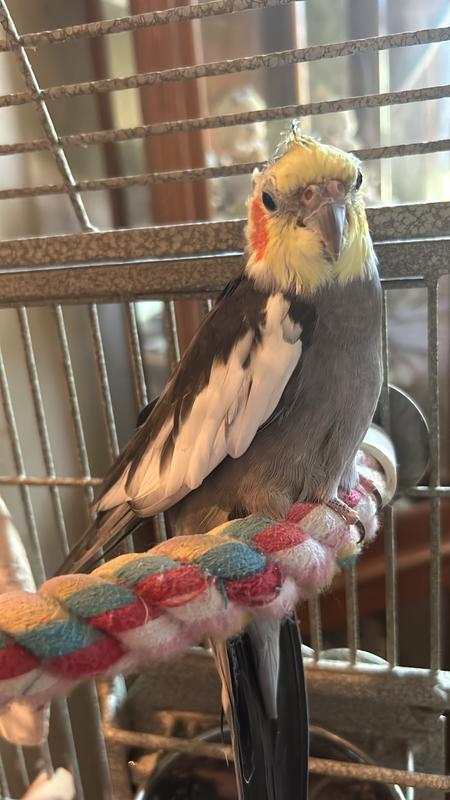 My cockatiel Wheeter who is 31 years old