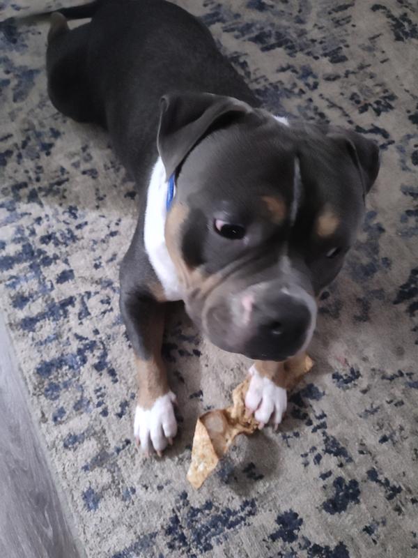 Maverick aka (pork chop)