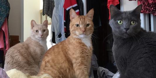 Pierre Maurice, Reddington and Goosie