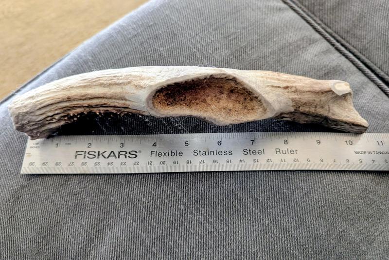 XXL with another antler cut off the middle compromising the structural integrity of the entire antler (shown after 3 sessions being carefully monitored)