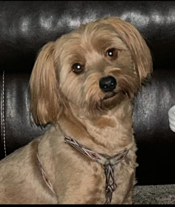 My Sweet ❤️ Copper