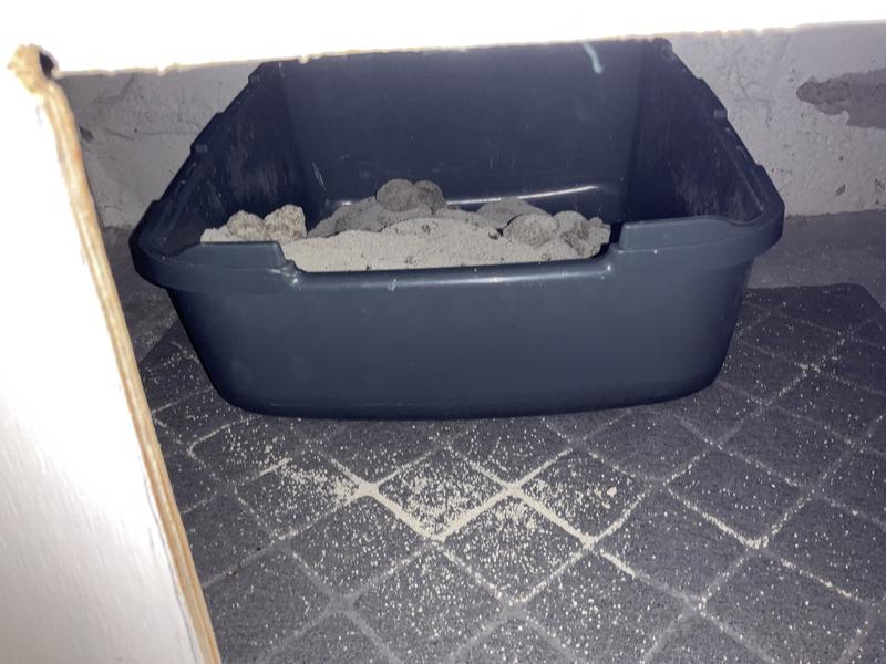 litter box