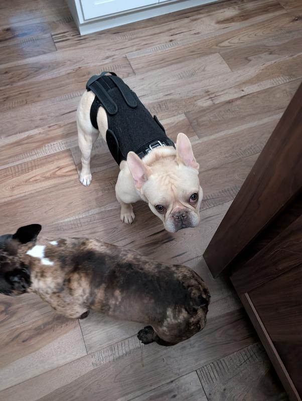 LABRA IVDD, Spine Injury & Arthritis Dog Back Brace, X-Small - Chewy.com