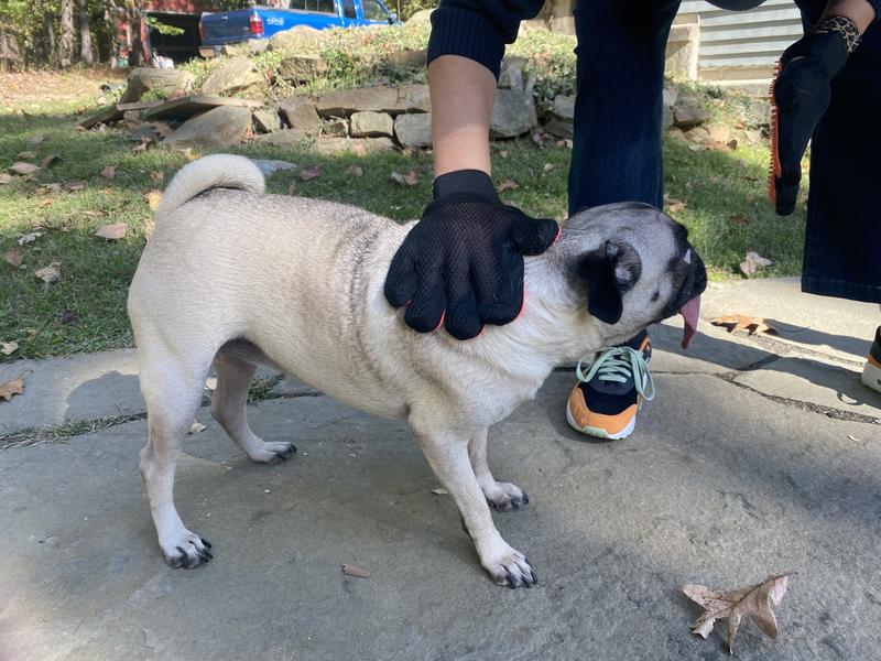 Frenchie coming back for more deshed time