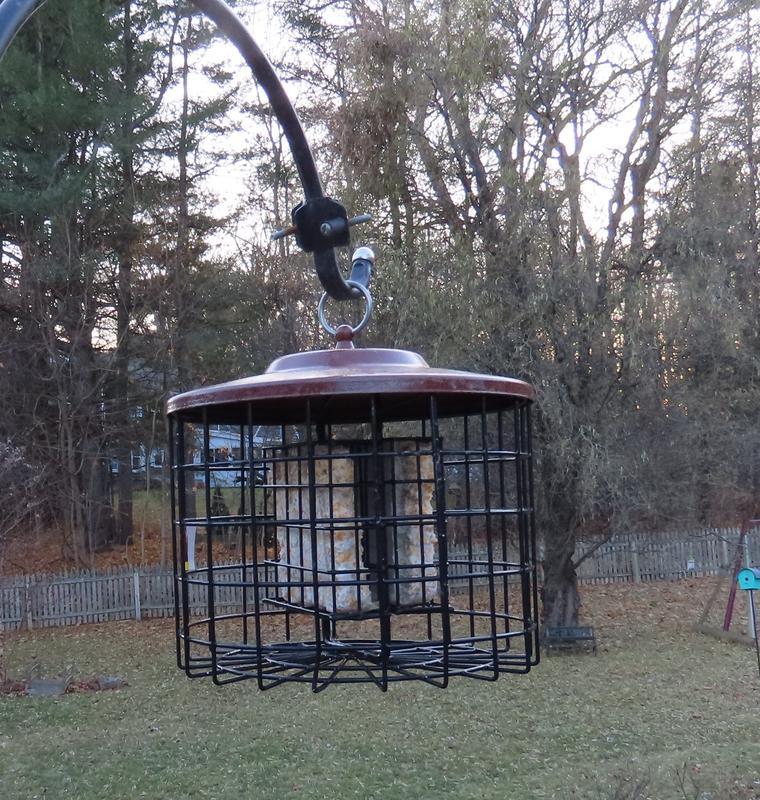 The suet feeder is hanging from a shepherd's hook on our deck. As you can see, the suet cake within it has not been touched by anyone but me when I first got this feeder. It looks great, but so far it's just decoration.