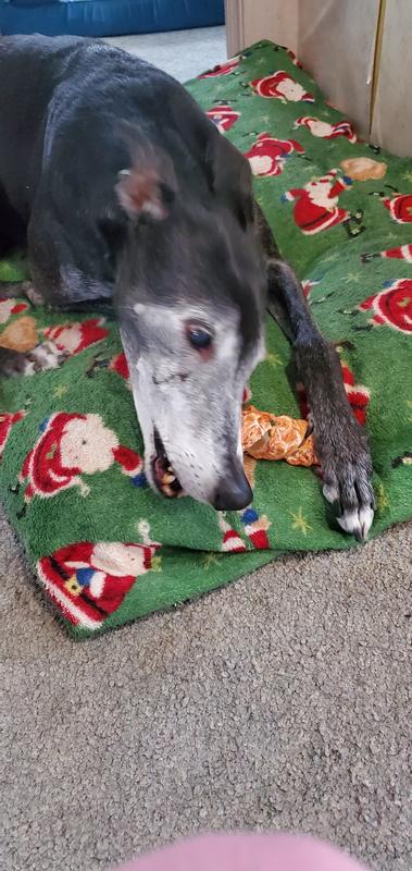 Schwan took her time on the chew.