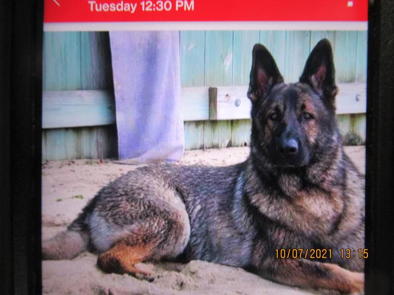 My best friend and Emotional Support Dog