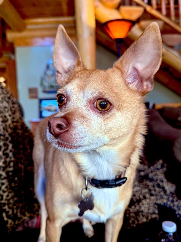Chihuahua mix- 10 yrs ? Rescue