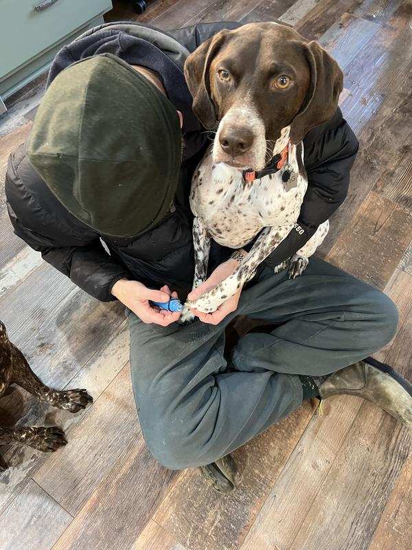 Fig doesn’t even mind getting his nails done!