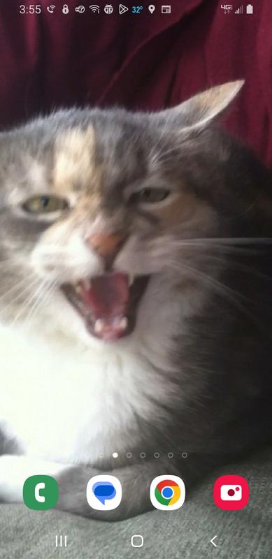 Mama has beautful fur, but gets angry if you annoy her