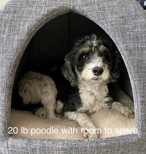 Plenty of room for 20 lb poodle