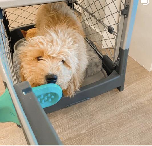 Groov Dog Crate Training Aid, Calming Toy Diggs
