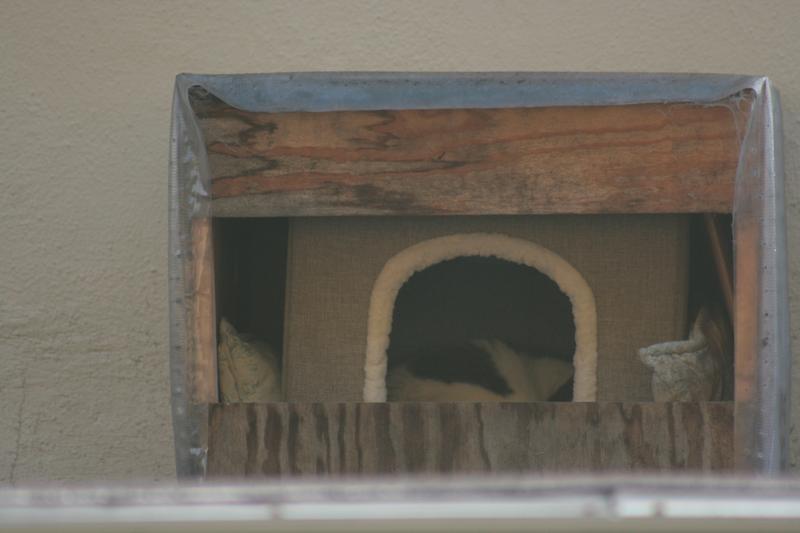 Pinto inside (difficult to see) the new cat house.