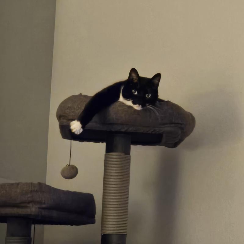 Sherlock, happy and relaxed after his dinner