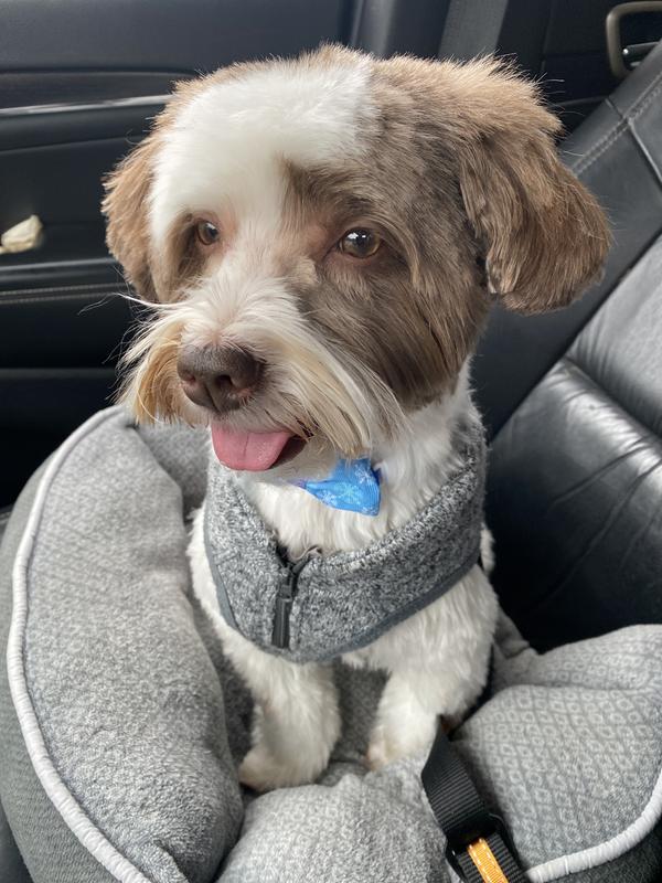 Oakley my picky allergy-ridden dog