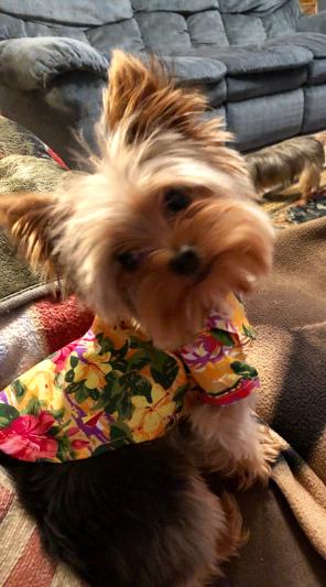 Willow 1 yr in her shirt!