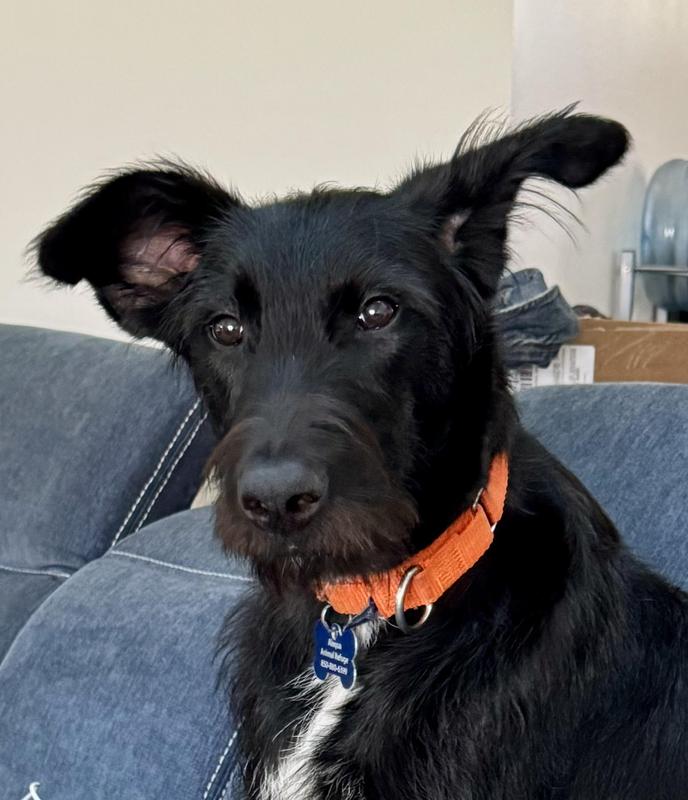 Finn McCool gives 5 *****stars and 2 PAWS up for HILL'S PRESCRIPTION DUCK DIET!