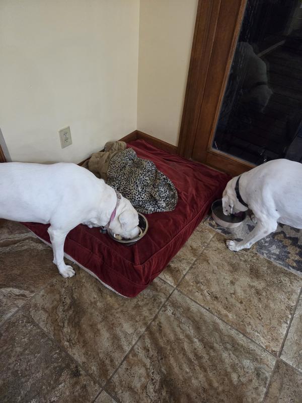 My dogs licked their bowls clean