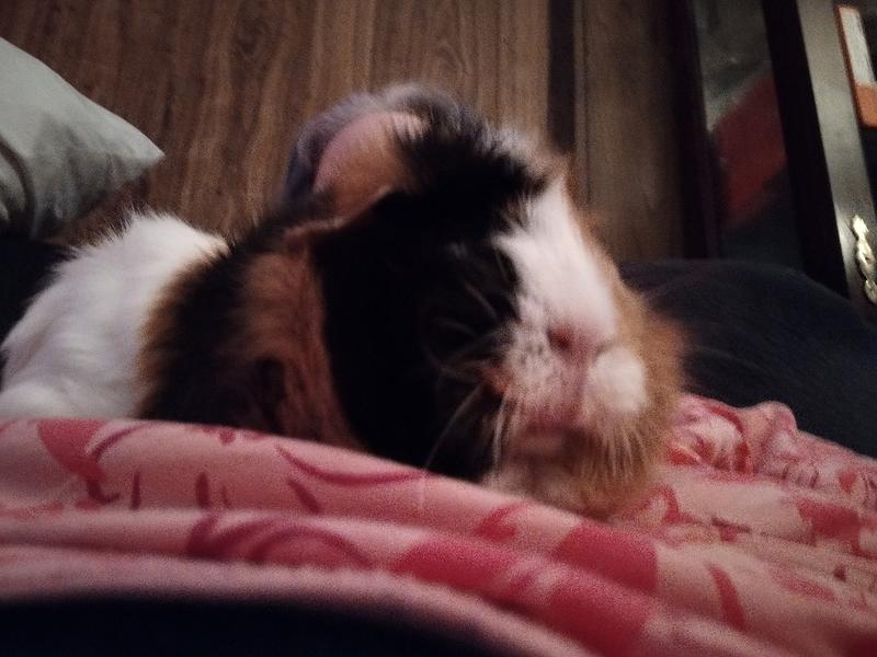 Calico 5 yrs old, my heart 💜