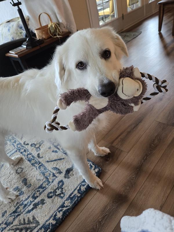 Puppy and her monkey