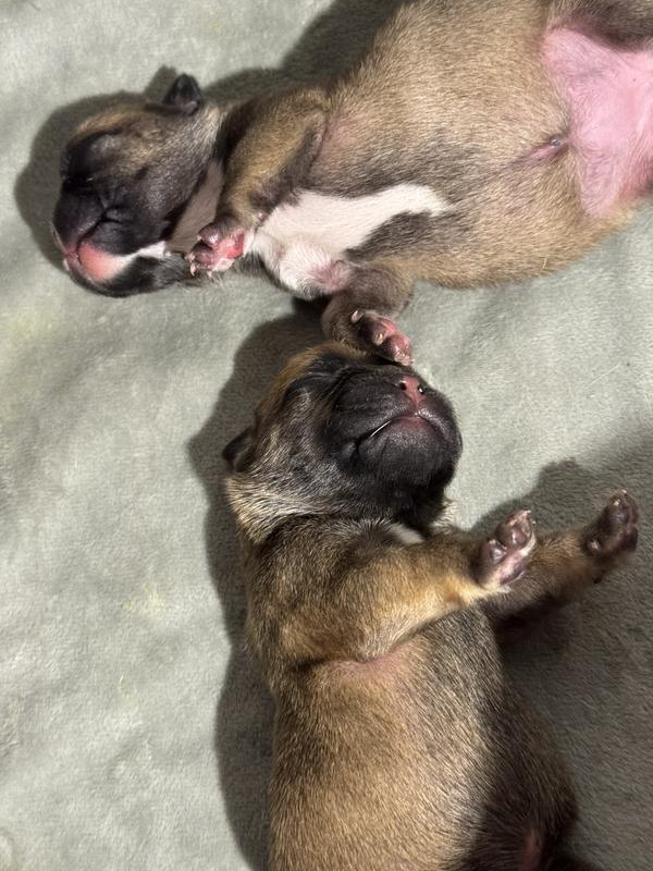 Mama and puppies enjoyed it