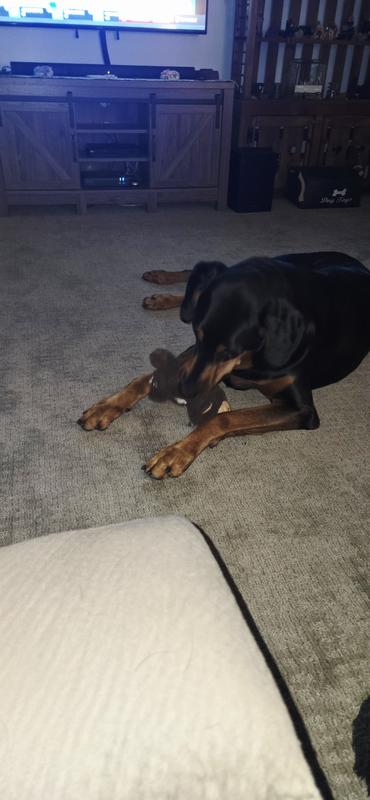 Loves his Boo Boo Bear