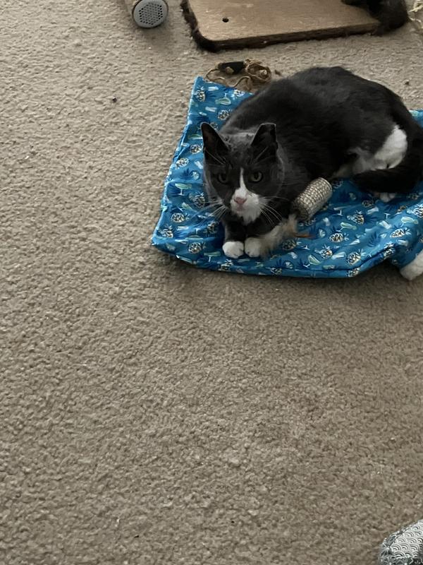 Favorite place to nap