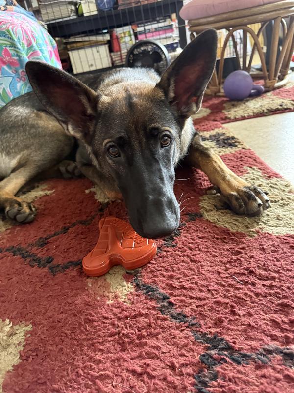 My 7 month old next to it for size