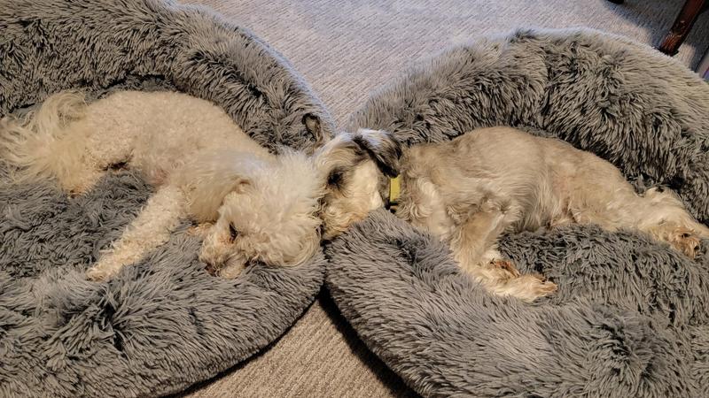 Sleeping Pups 🐾
