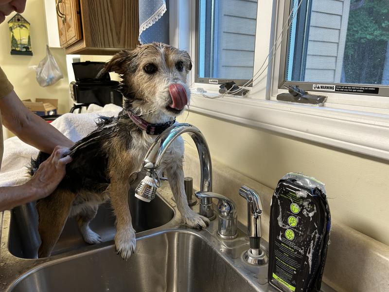 Getting a bath with FURminator DeShedding Shampoo