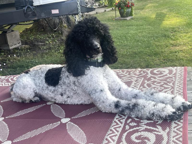 Big dog approved too!