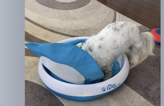 iDig Stay Digging Toy – iFetch