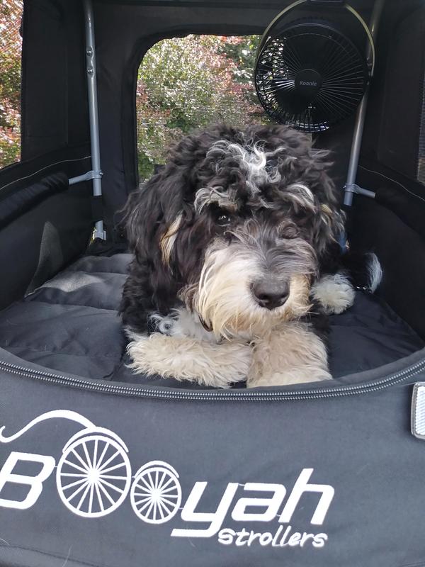 Olaf loves being pampered!