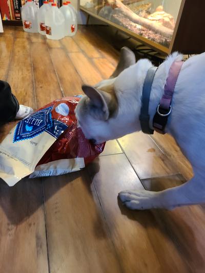 Stella eating right out of the bag