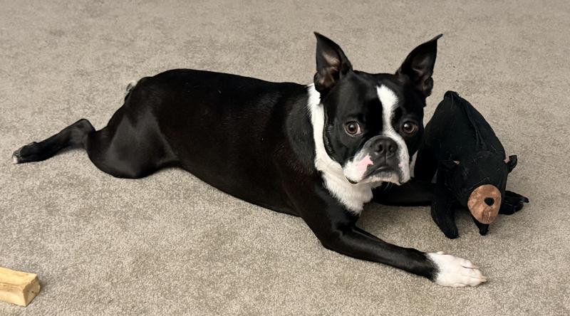 Love my Tuffy Zoo Bear!