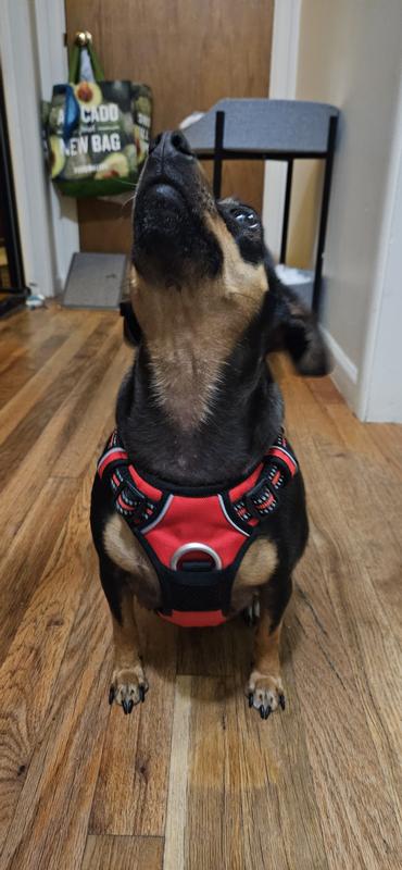 Size small on my 19 lb min pin mix