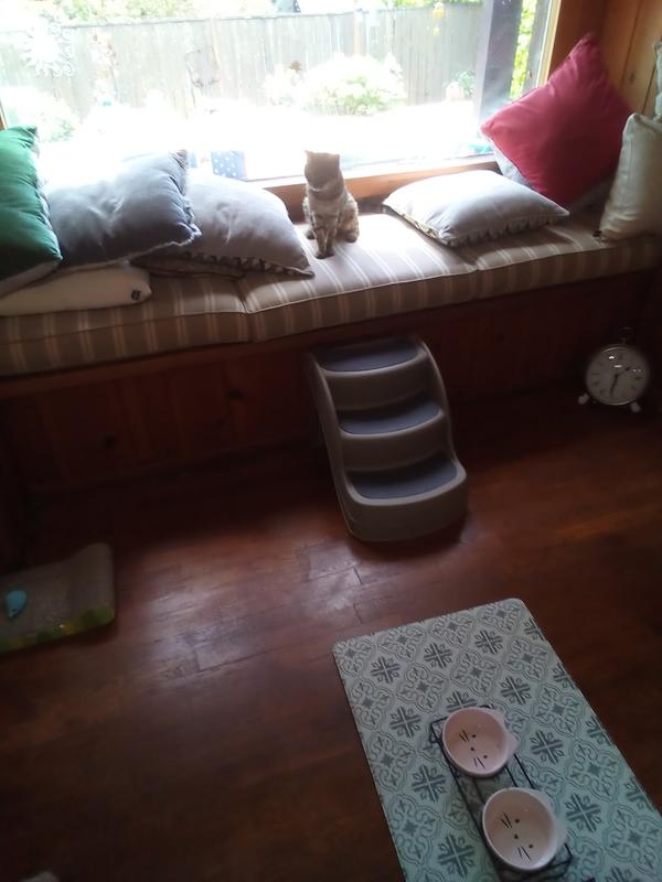 Ordy after using her stairs!