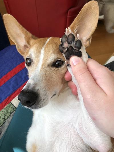 Kiki paw, with balm.  Such a moisturized paw!  Wonderful!