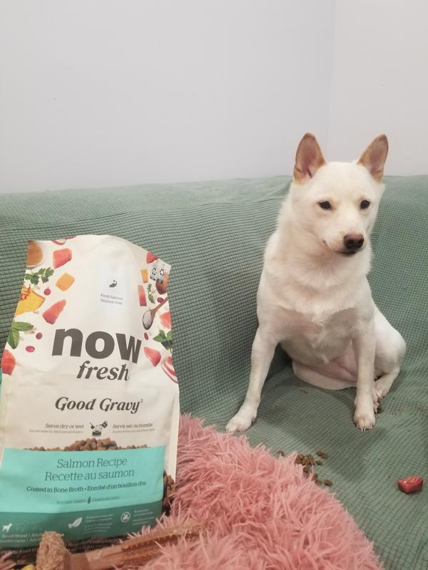 NOW FRESH Good Gravy Small Breed Ancient Grains Adult Salmon