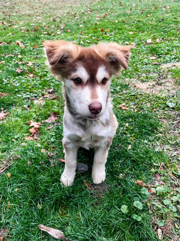 Husky/Lab ( labsky )